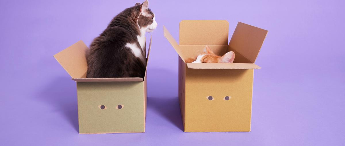ねこヘルスケアブランドの動画編集担当インターン募集！