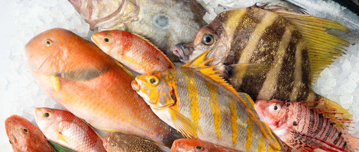 魚の価値を再定義する。商品開発×バイヤー募集