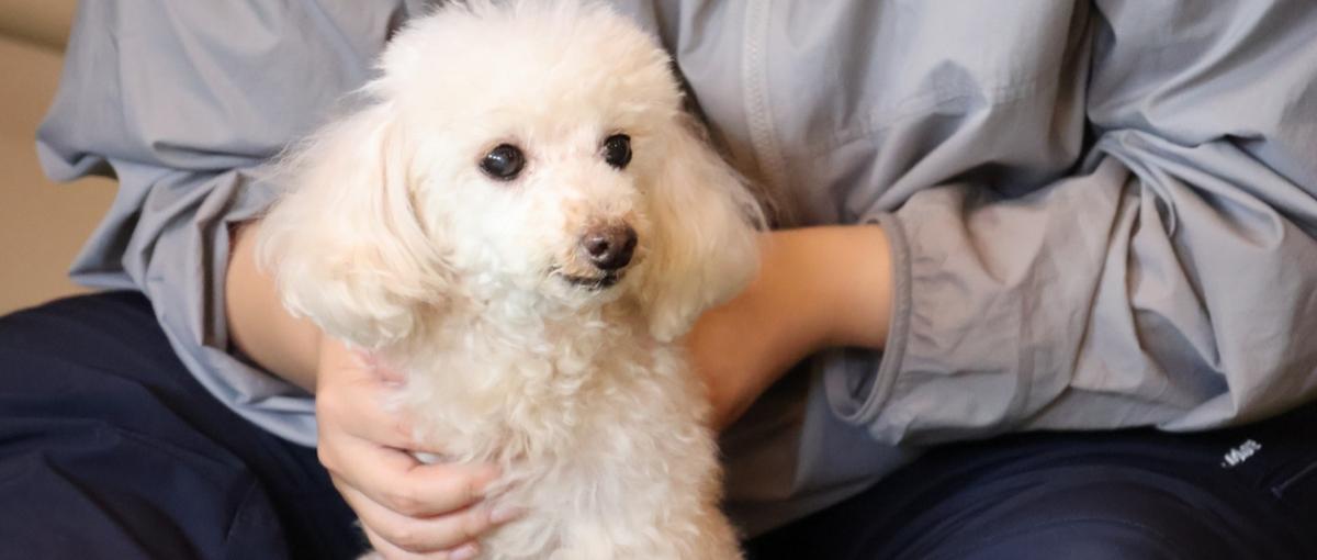 獣医師としての専門性を、もっと多くの飼い主へ届けませんか？