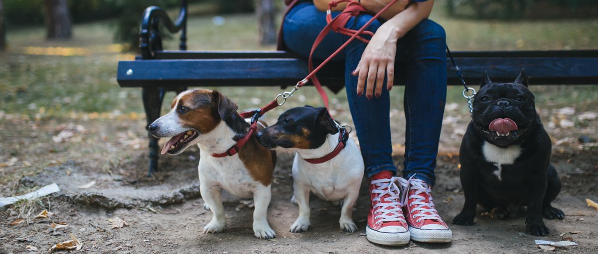オープンポジション｜ペット×ITのスタートアップ！まずはお話しませんか？