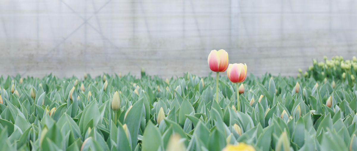 花・植物を贈る/飾るカルチャーを創る、ライティング・編集インターン募集！