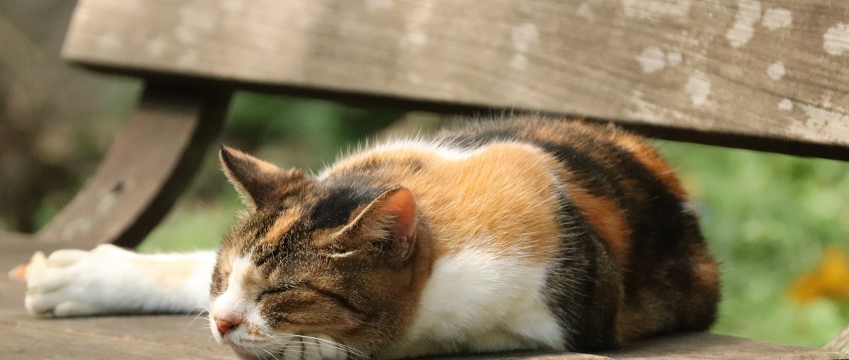 とにかく新技術を習得したい！今いる環境がそうさせてくれない！そんなあなたへ