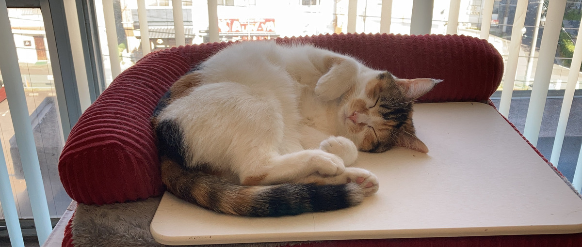 実力派アジャイルQAエンジニアを募集！