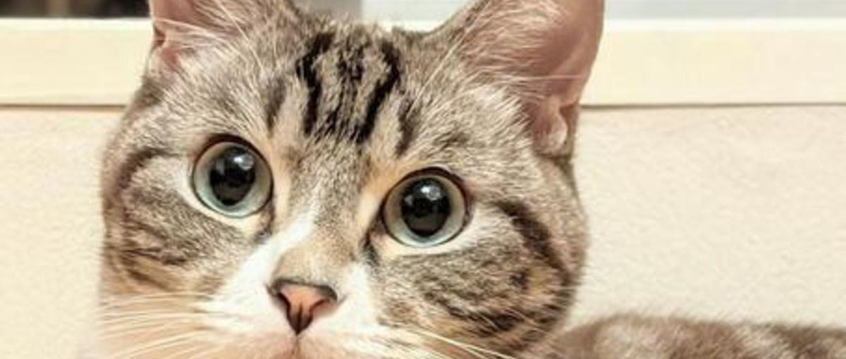 クリエイター支援系サービスの0→1立ち上げ実績を積みたいエンジニア募集