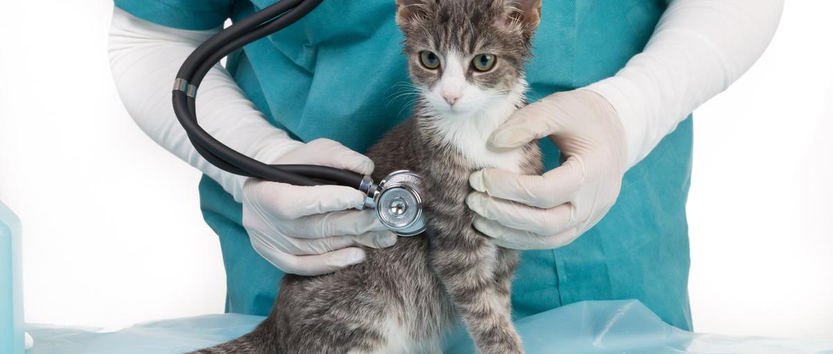 すごいベンチャー100選出！ペット×IT領域のサービス責任者募集！