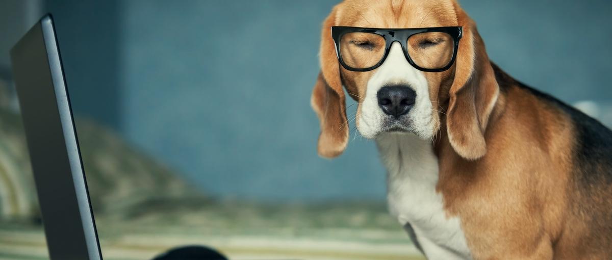 若手メンバーとともにペットベンチャーを盛り上げていきませんか？