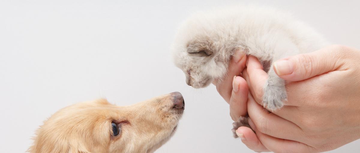 オープンポジション大募集：ペットの家族化をTYLと一緒に目指しませんか？