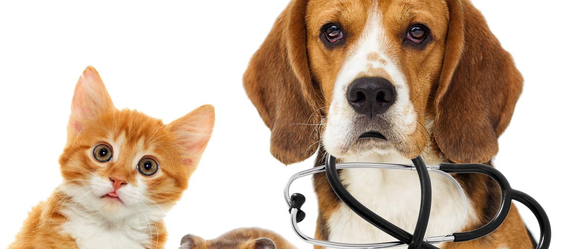 ペットと飼い主の幸せの実現を目指す会社で事業をドライブするメンバー大募集！