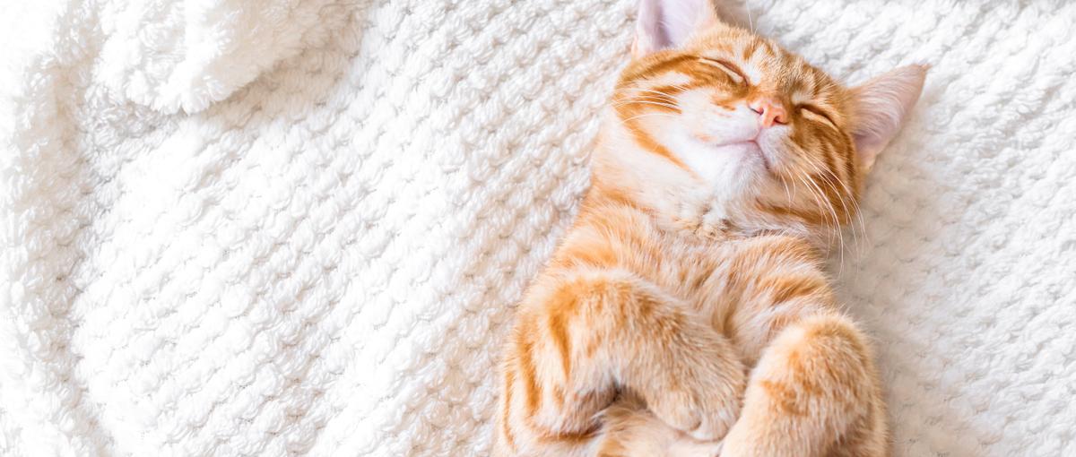 ペットと飼い主の幸せを実現：サービスを一緒に成長させませんか？メンバー募集