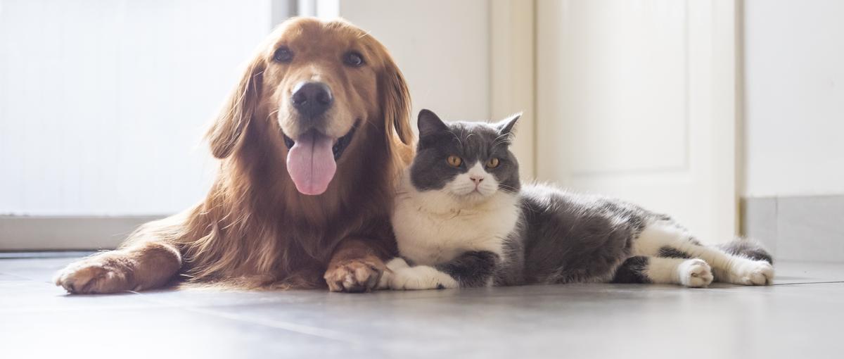 ペットと飼い主の幸せを実現：経験や適性にあったポジションをご提案します！