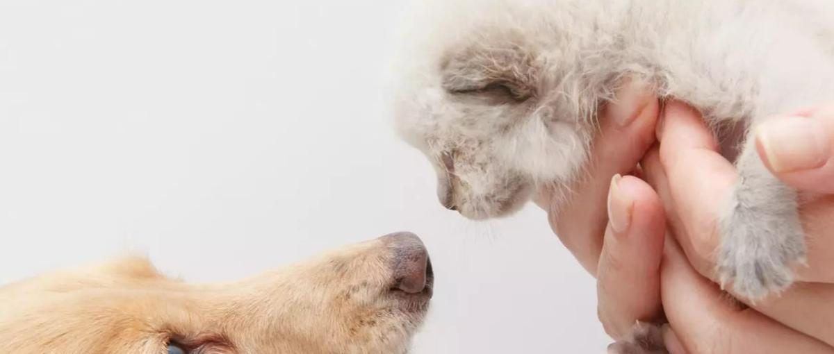 オープンポジション募集：ペットの家族化を本気で実現しませんか？