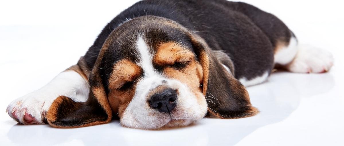 ペットの家族化推進に興味はありますか？まずはお話だけでも！