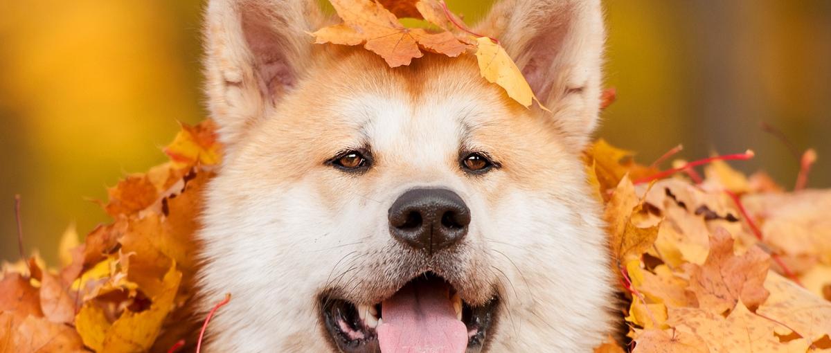 犬猫を愛してやまない方へ届け！ペットと家族の幸せを第一に考えています！
