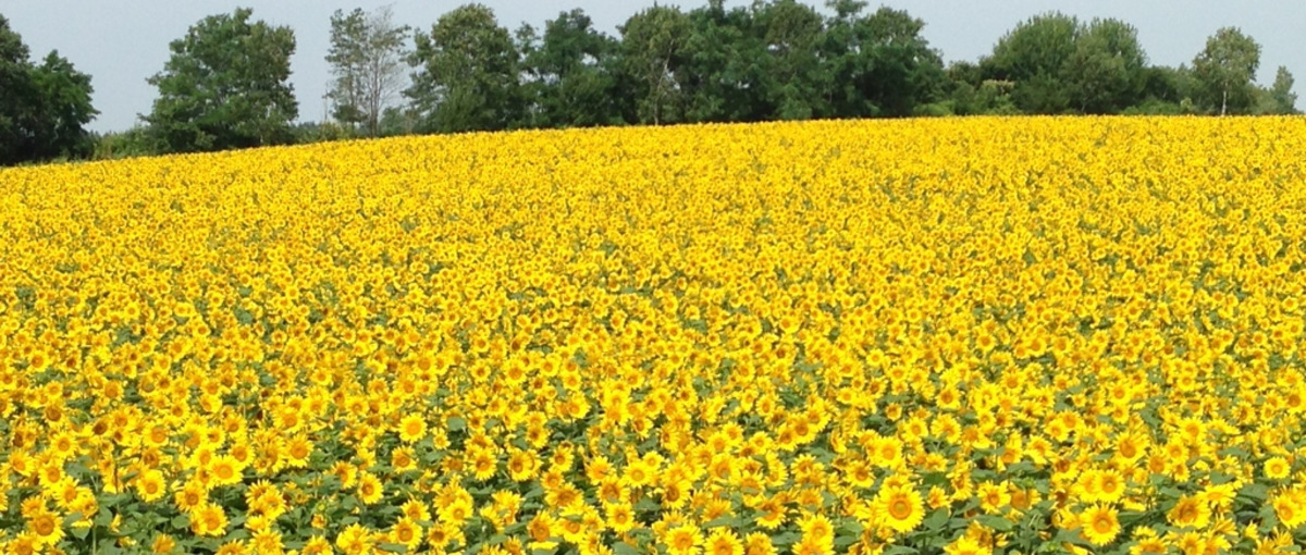 北海道にＵターン、Ｉターンされたい方、ご応募ください。