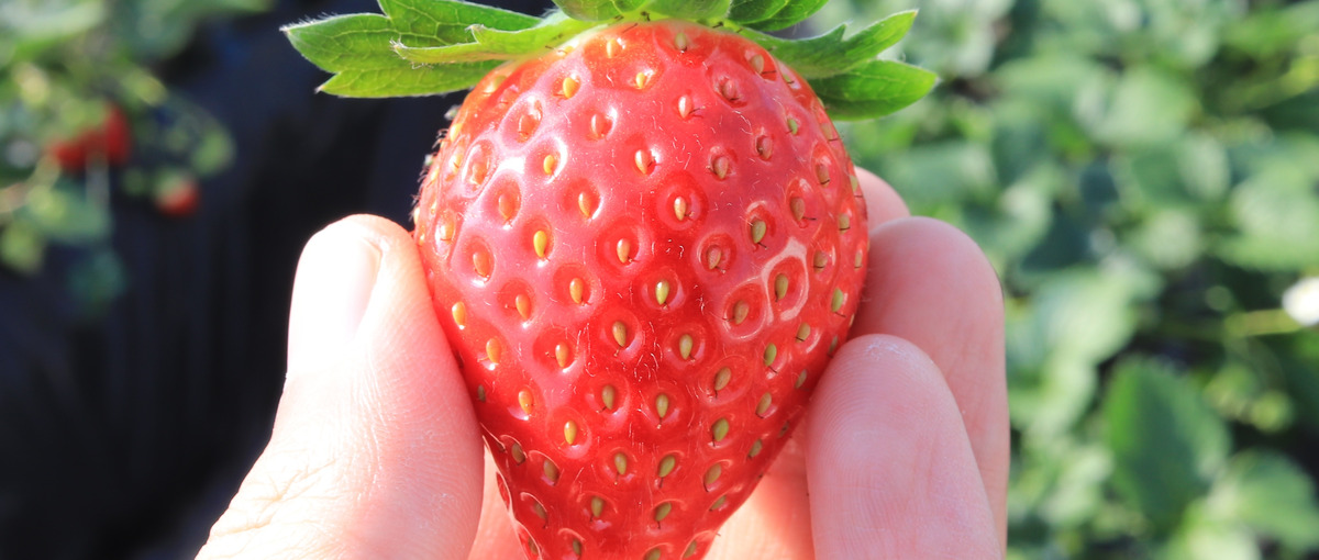 今の会社でスキルアップできてますか？？当社は技術者が希望する案件を取ります