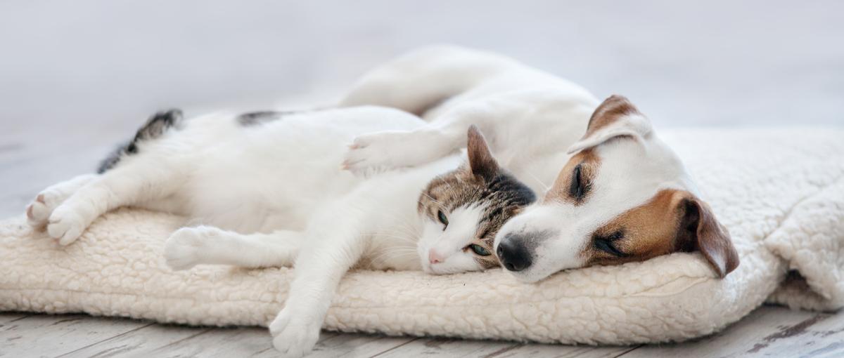 急成長中のペットベンチャーでスピードと裁量を持って働きませんか？