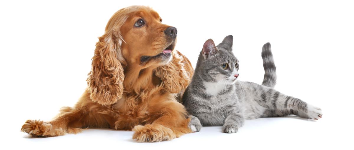 ペットの家族化推進｜飼い主もペットも生きやすい世の中を目指すベンチャーです