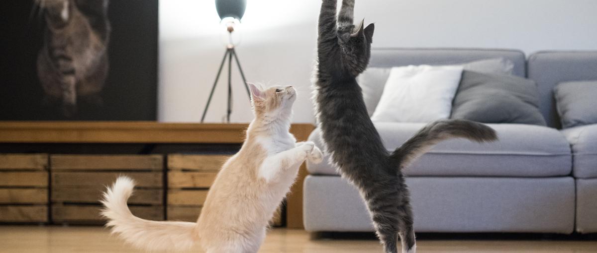 猫派も犬派もその他派も大歓迎！ペットベンチャーで自己実現を叶えませんか