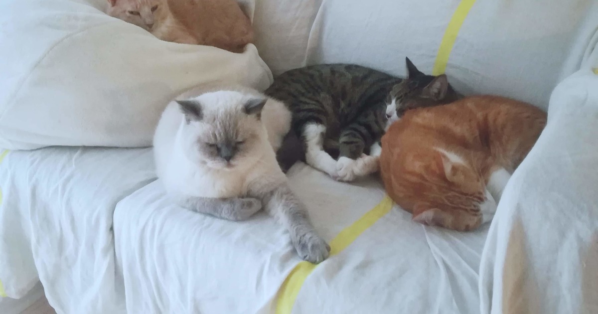 ペットとして飼われている最も人気のあるハムスター5種