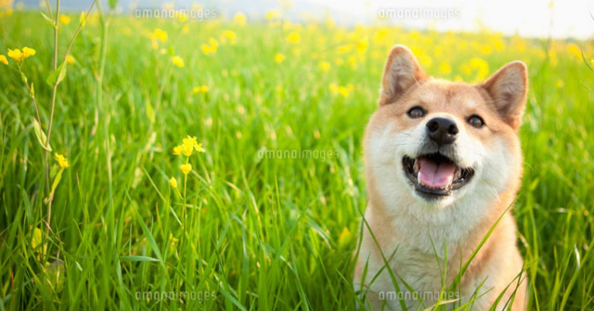 私のお友達 柴犬くーちゃん