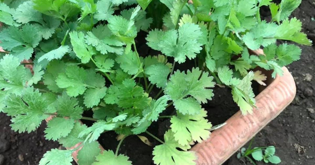 おうちでパクチー 葉っぱが黄色くなったら 株式会社ベジアーツ