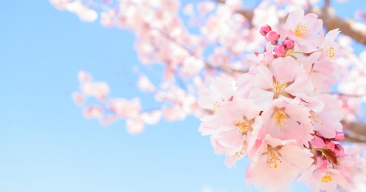 桜の季節 ゴルフライフ株式会社