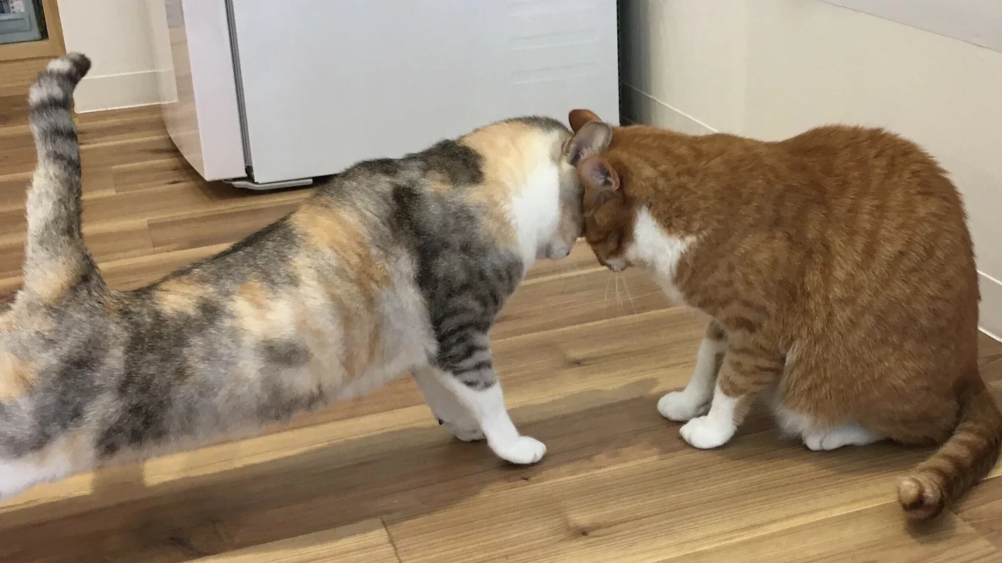 ねこ と ひと が一緒に過ごす夢のオフィス 江ノ島 沢山のこだわりのポイントをご紹介 Toletta Cats トレッタキャッツ Recruit Blog Blog
