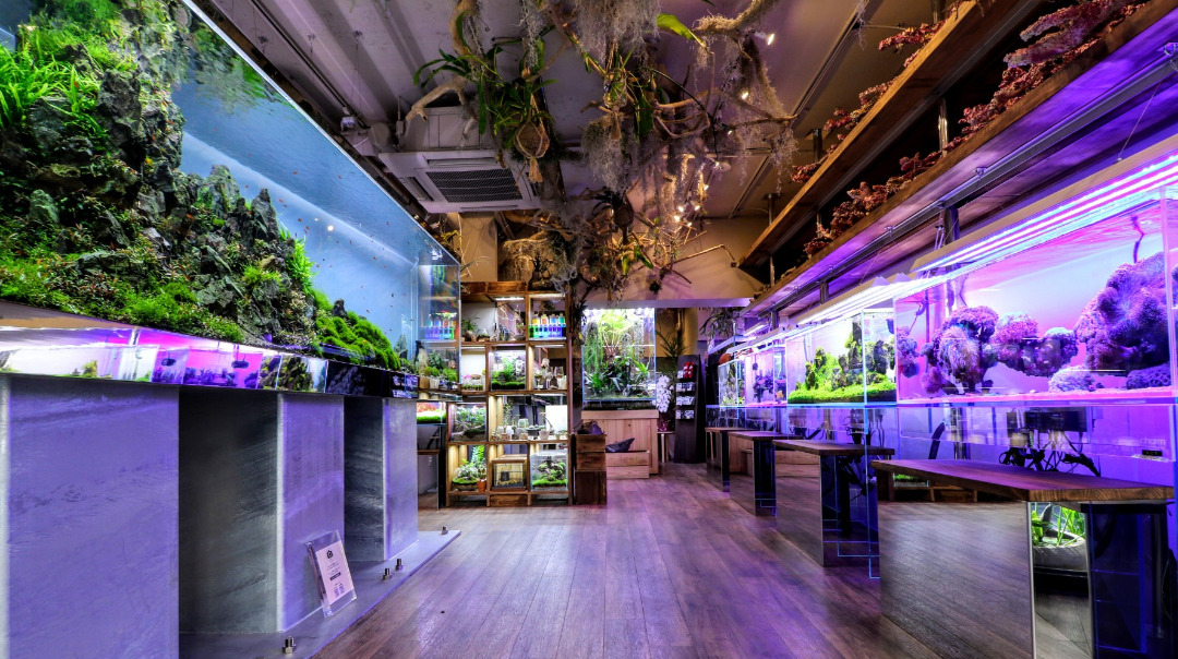 アクアリウムが大好きなエンジニアを募集 株式会社チャームのwebエンジニアの採用 Wantedly