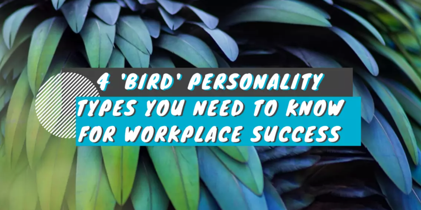 4 Bird Personality Types