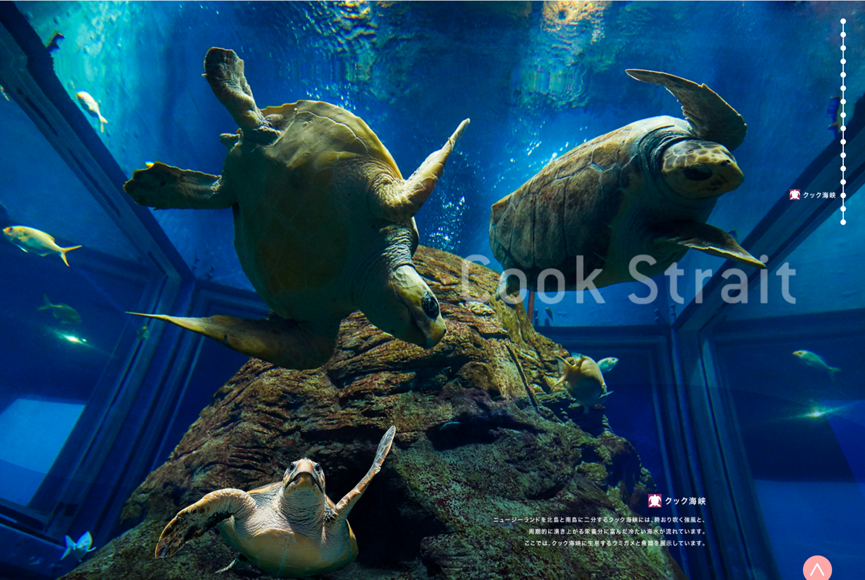 海遊館 By 株式会社haiku