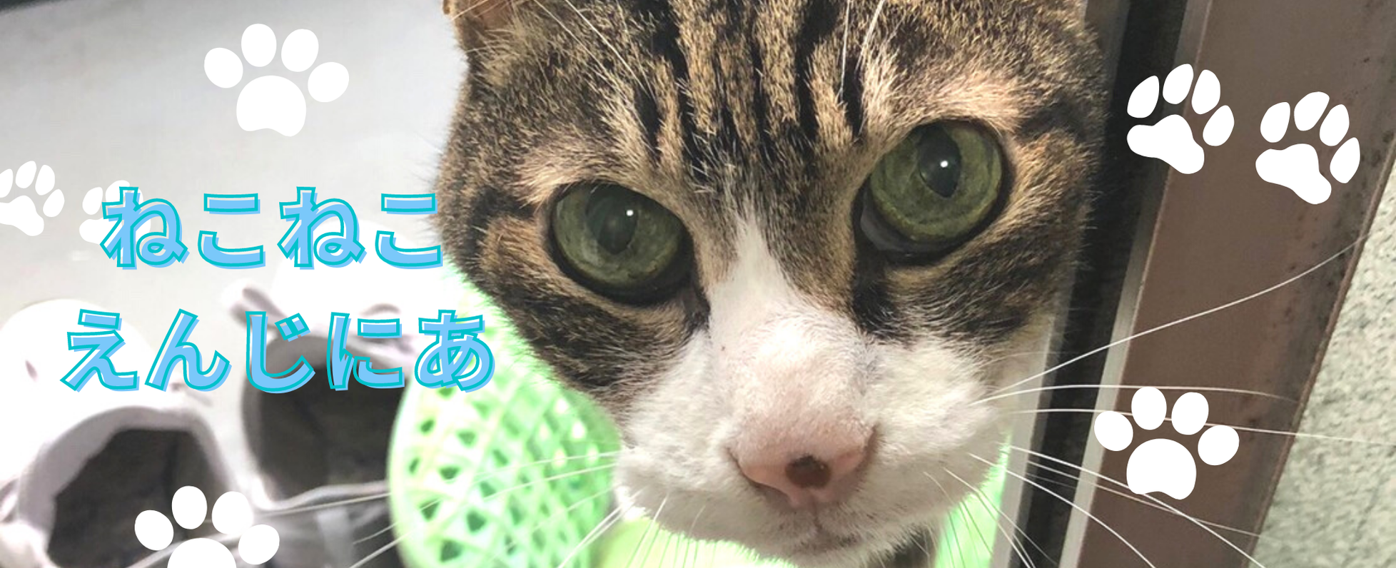 モフモフしたい 猫が好きな ねこねこエンジニア集まれ Web Engineer Jobs At Peach株式会社 Wantedly