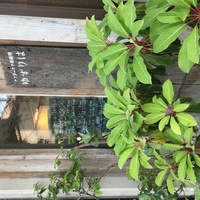 社会福祉法人子供の家　ゆずりはの会社情報