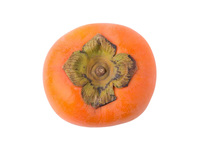 石井物産株式会社の会社情報