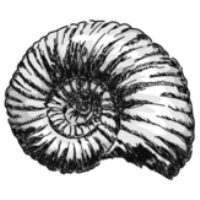 株式会社アンモナイトワークスの会社情報