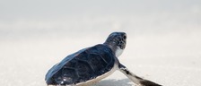 僕の創造力を殺した折り紙のカメ