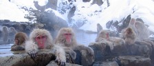 Japanese Demand for Next Level of Wellness Tourism