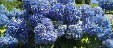 紫陽花にまつわるちょっとした小話