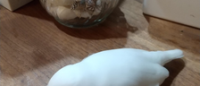 文鳥がカワイイ話