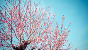 桃丘をご存知ですか？