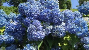 紫陽花にまつわるちょっとした小話