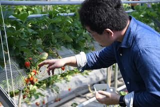 はとバスツアー 豪快 浜焼き食べ放題といちご尽くしに花摘み 圧巻の房総最南端へ ラフアンドレディ株式会社