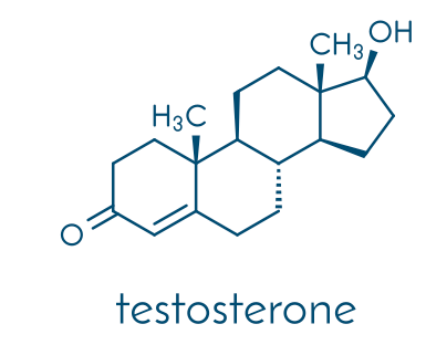 男性のパワーを測る テストステロン について アルファメイルが立ち向かう社会情勢