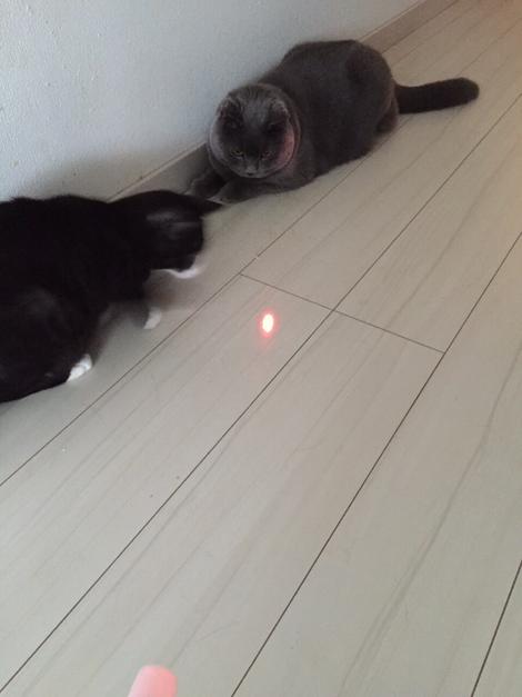 猫 なぜ 私だけなつかない 株式会社care Pets S Blog