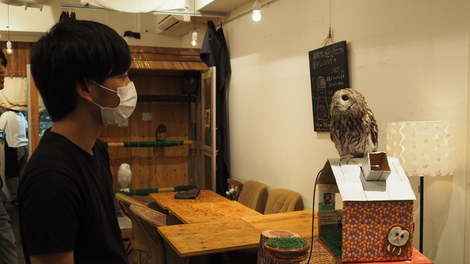 いきもの部 ふくろうカフェに行ってきたよ Cafe Hoothoot And Factory 福利厚生 制度