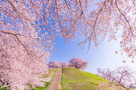 東京から近い 埼玉の春を満喫 人気の桜の名所 穴場１２選 株式会社stayway