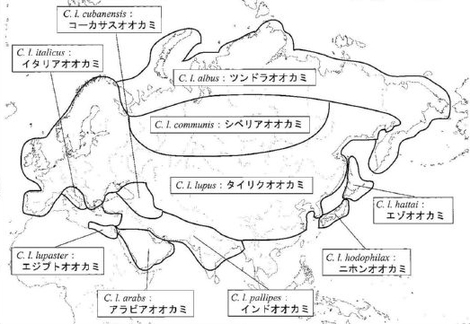 フェンリル大人の課外学習 日本でのオオカミ研究の第一人者 角田裕志さんにお会いしてきた話 フェンリル