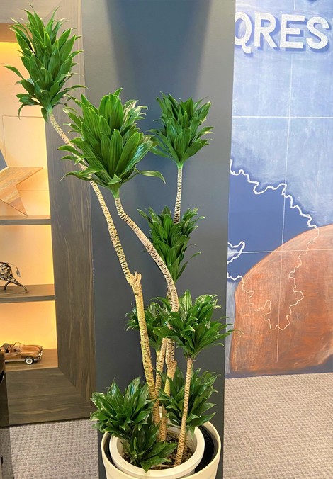 観葉植物でオフィスのおしゃれ度増したらしいよ の話 株式会社クレスティア S Blog