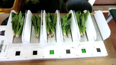 ほうれん草 袋詰めの軌跡 株式会社ベジアーツ