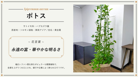 デジタリフト観葉植物図鑑 株式会社デジタリフト