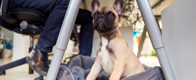 ペットも出社ok 私たちと一緒に犬猫を元気にするお仕事をしませんか 株式会社 V And Pのプロダクトマネージャーの求人 Wantedly